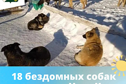 В Усть-Куте отловили 18 собак без владельцев