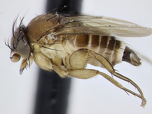 Опасная для человека муха-горбатка обнаружена в импортных фруктах на территории России