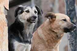 18-19 декабря в Усть-Куте будет произведён выпуск собак без владельцев 