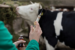 В неблагополучных по заразному узелковому дерматиту районах Иркутской области завершилась вакцинация скота