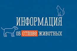 Усть-Куте отловили 23 собаки без владельцев