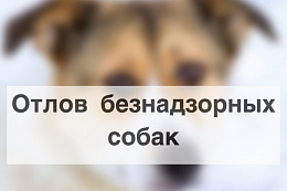 В Усть-Куте отловили 20 собак без владельцев