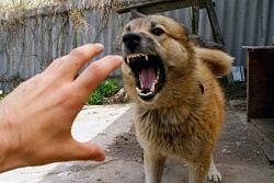 Внимание! Об агрессивных и опасных бродячих собаках жители могут сообщать напрямую! 