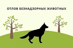 24 октября в Усть-Куте пройдёт отлов агрессивных собак без владельцев