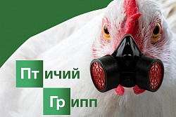 О эпизоотической ситуацией по гриппу птиц