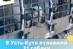 В Усть-Куте отловили 31 собаку без владельцев