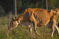 Профилактика лейкоза крупного рогатого скота 