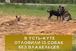 В Усть-Куте отловили 13 собак без владельцев