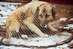 4 апреля на территории Усть-Кутского района будет проходить очередной отлов собак без владельцев.