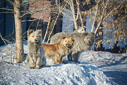 С 1 декабря в Усть-Кутском районе будут проведены мероприятия по отлову собак без владельцев