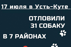 31 бездомную собаку отловили в Усть-Куте 17 июля