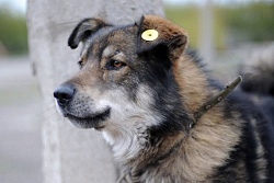 22 сентября в Усть-Куте будет произведён выпуск собак без владельцев 