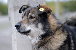 22 сентября в Усть-Куте будет произведён выпуск собак без владельцев 