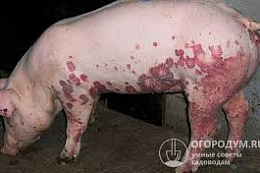 Классическая чума свиней (КЧС)
