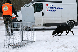 29 октября в Усть-Куте будет проводиться отлов агрессивных собак