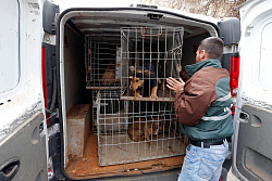 В Усть-Куте отловили 40 собак без владельцев