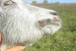 Чума мелких жвачных животных