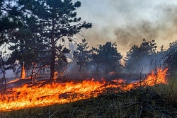 На территории Усть-Кутского района обнаружен 1 действующий лесной пожар