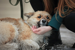 За 11 месяцев 2025 года владельцев животных в Приангарье оштрафовали на сумму более 800 тыс. рублей