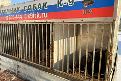 7 ноября в Усть-Куте пройдёт выпуск собак без владельцев 