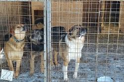 8 и 9 августа в Усть-Куте пройдёт отлов агрессивных собак без владельцев