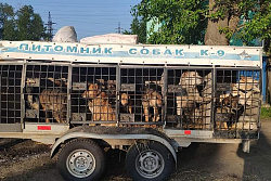 В Усть-Куте отловили 26 собак без владельцев 