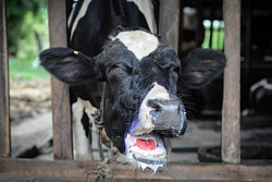 Пастереллёз крупного рогатого скота