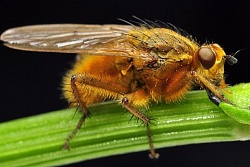 Опасная для человека муха-горбатка обнаружена в импортных фруктах на территории России
