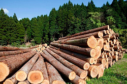 В Иркутской области в 2025 году гражданам выделено более 350 тысяч кубометров древесины для собственных нужд
