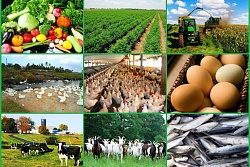 Информация о предоставлении грантов в форме субсидий на развитие материально-технической базы сельскохозяйственных потребительских кооперативов