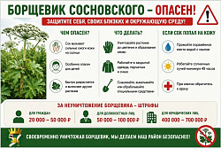 Борщевик Сосновского — опасное растение. Не дайте ему захватить ваш участок!