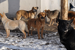 Важный опрос о судьбе бездомных собак Иркутской области