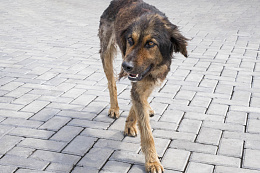 В Усть-Куте состоялся отлов бездомных собак