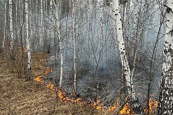 В Усть-Кутском районе ликвидировали 1 лесной пожар