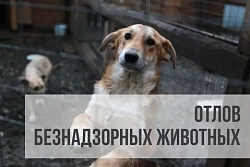В Усть-Куте пройдёт отлов агрессивных собак без владельцев