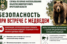 Безопасность при встрече с медведем