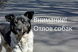 В Усть-Куте пройдёт отлов агрессивных собак без владельцев