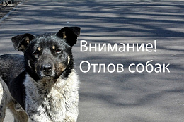 В Усть-Куте пройдёт отлов агрессивных собак без владельцев