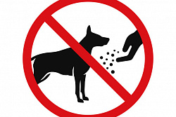 НЕ ПРИКАРМЛИВАЙТЕ БЕЗДОМНЫХ СОБАК — ЭТО ОПАСНО ДЛЯ ЖИЗНИ