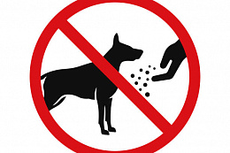 НЕ ПРИКАРМЛИВАЙТЕ БЕЗДОМНЫХ СОБАК — ЭТО ОПАСНО ДЛЯ ЖИЗНИ