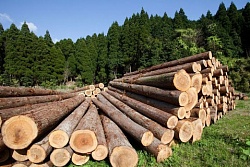 Информация для граждан Усть-Кутского района, нуждающихся в древесине для собственных нужд