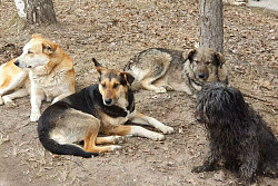 24-25 марта в Усть-Куте пройдёт отлов агрессивных собак без владельцев