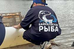В Усть-Куте в реку Лена выпустили 400 тысяч мальков хариуса 