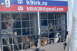 В Усть-Кутском районе отловили 43 собаки без владельцев