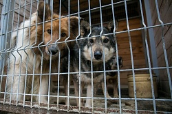 Предупреждение об отлове собак в микрорайонах "Нефтебаза", "Мостоотрд, ЯГУ