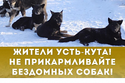 НЕ ПРИКАРМЛИВАЙТЕ БЕЗДОМНЫХ СОБАК — ЭТО ОПАСНО ДЛЯ ЖИЗНИ