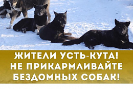 НЕ ПРИКАРМЛИВАЙТЕ БЕЗДОМНЫХ СОБАК — ЭТО ОПАСНО ДЛЯ ЖИЗНИ