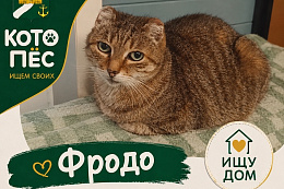 КОТОПЁС | Ищем своих