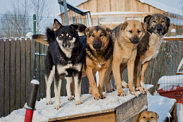 В Усть-Куте пройдут мероприятия по отлову и выпуску собак без владельцев
