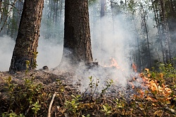 В лесном фонде Усть-Кутского района локализовано 2 лесных пожара, идет работа по их ликвидации